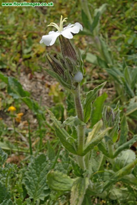 Silene latifolia