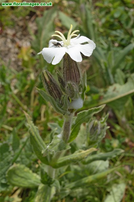 Silene latifolia
