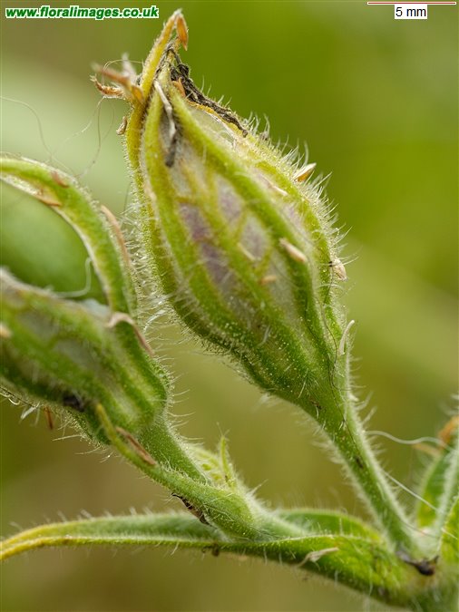 Silene noctiflora