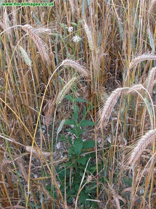 Silene noctiflora