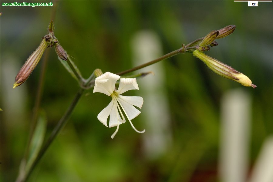Silene nutans