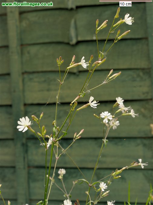 Silene nutans