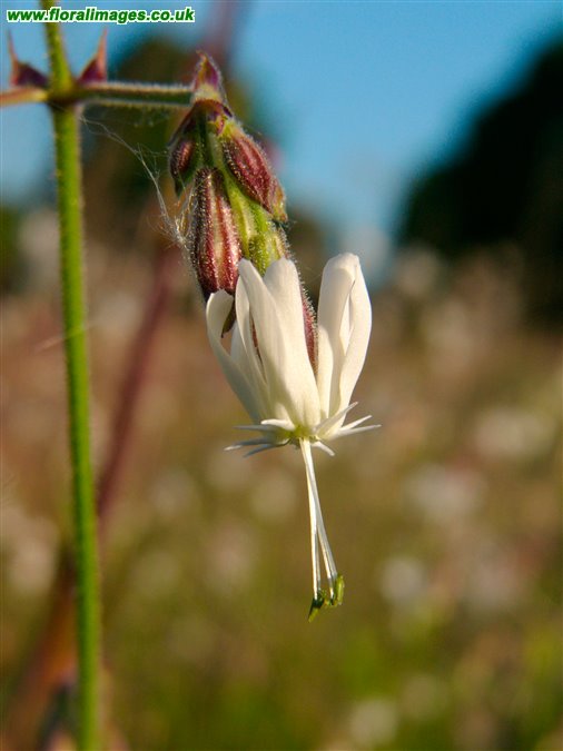 Silene nutans