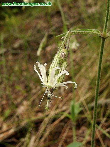 Silene nutans