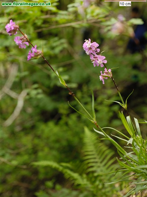 Silene viscaria