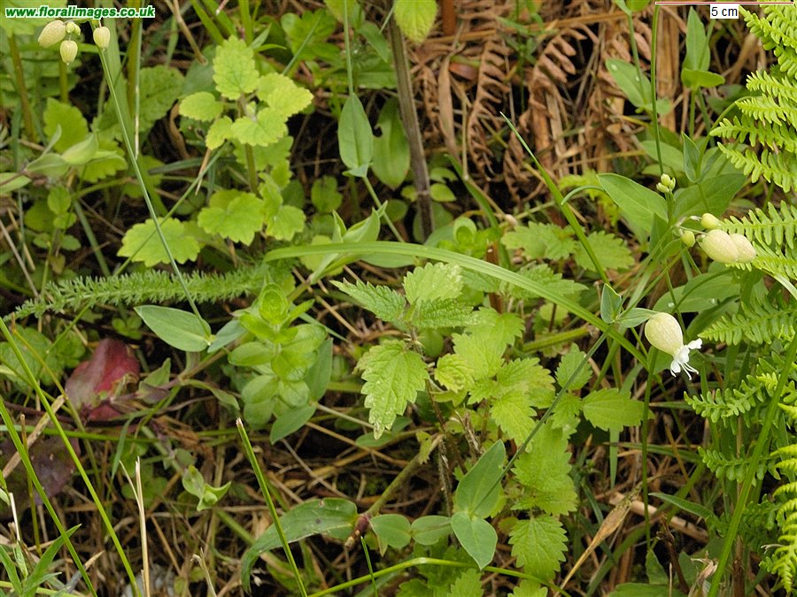 Silene vulgaris
