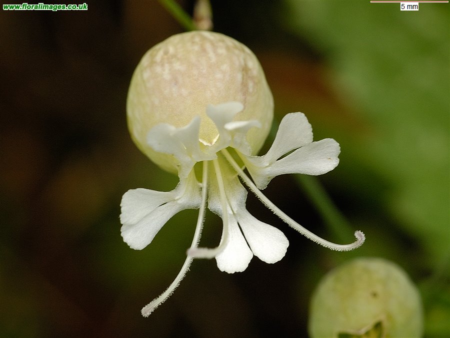 Silene vulgaris