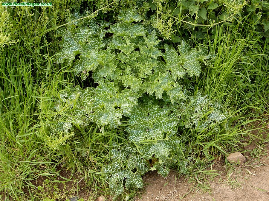 Silybum marianum