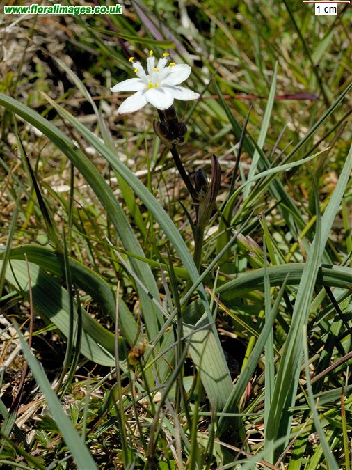 Simethis mattiazzii