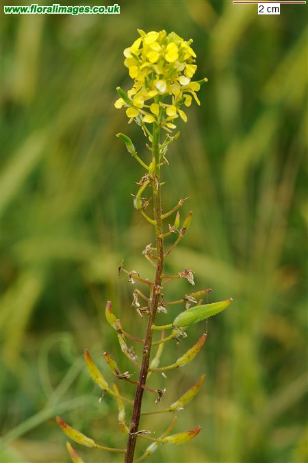 Sinapis alba