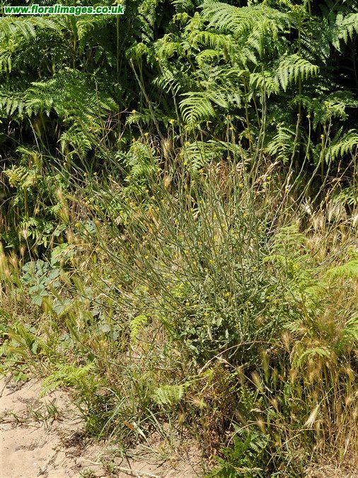 Sisymbrium officinale