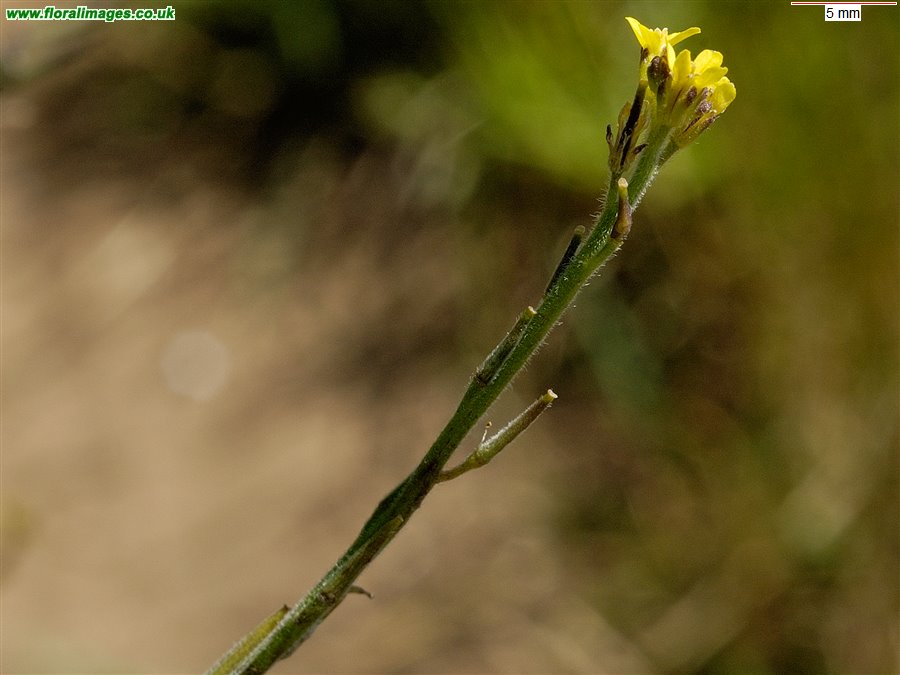 Sisymbrium officinale