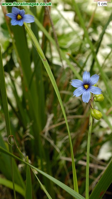Sisyrinchium bermudiana