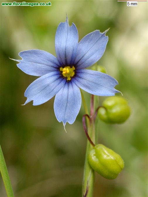 Sisyrinchium bermudiana