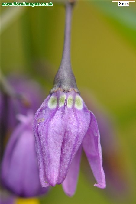 Solanum dulcamara