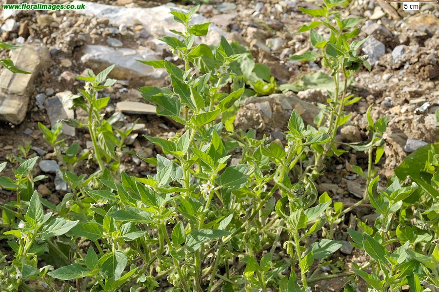 Solanum nitidibaccatum
