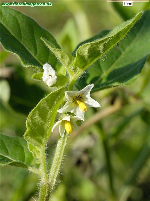 Solanum nitidibaccatum