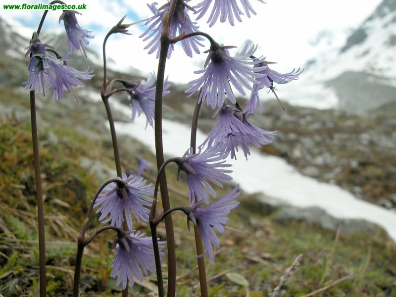 Soldanella alpina