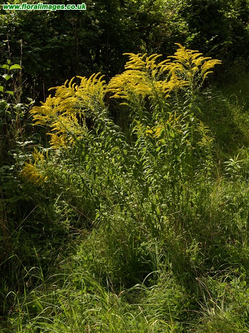 Solidago canadensis