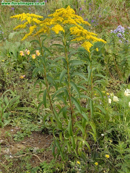 Solidago gigantea