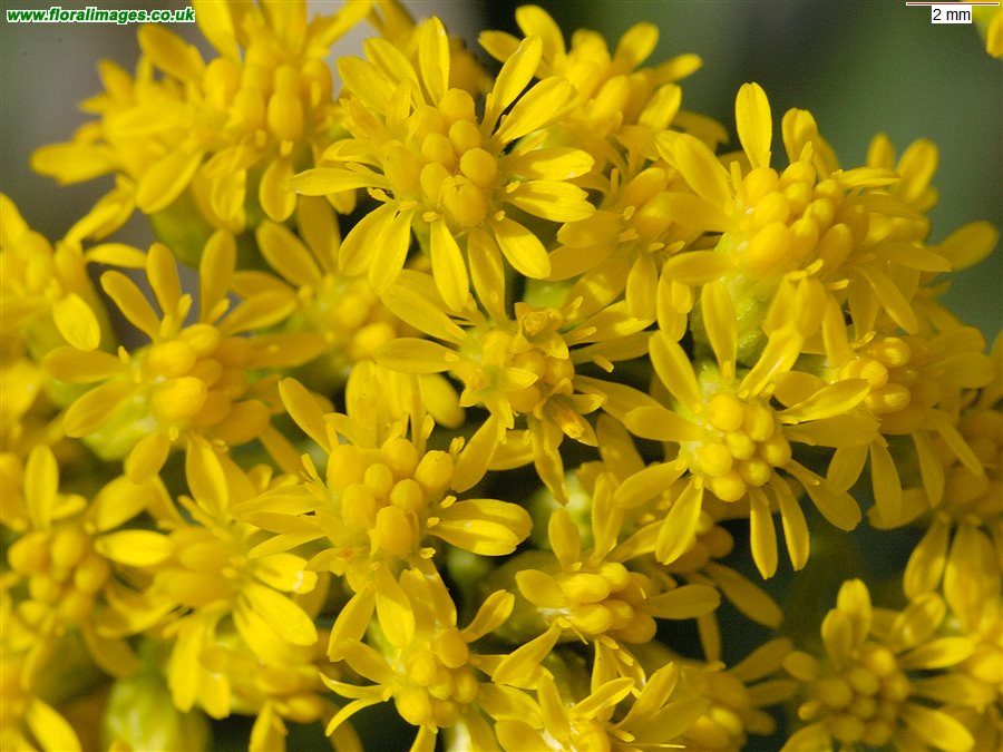 Solidago gigantea