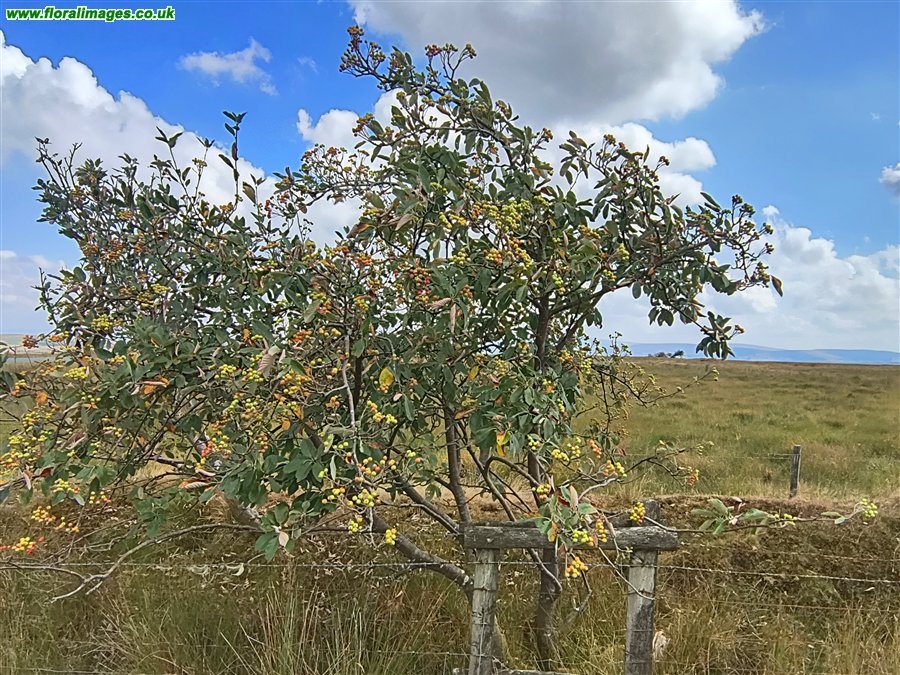 Sorbus aria