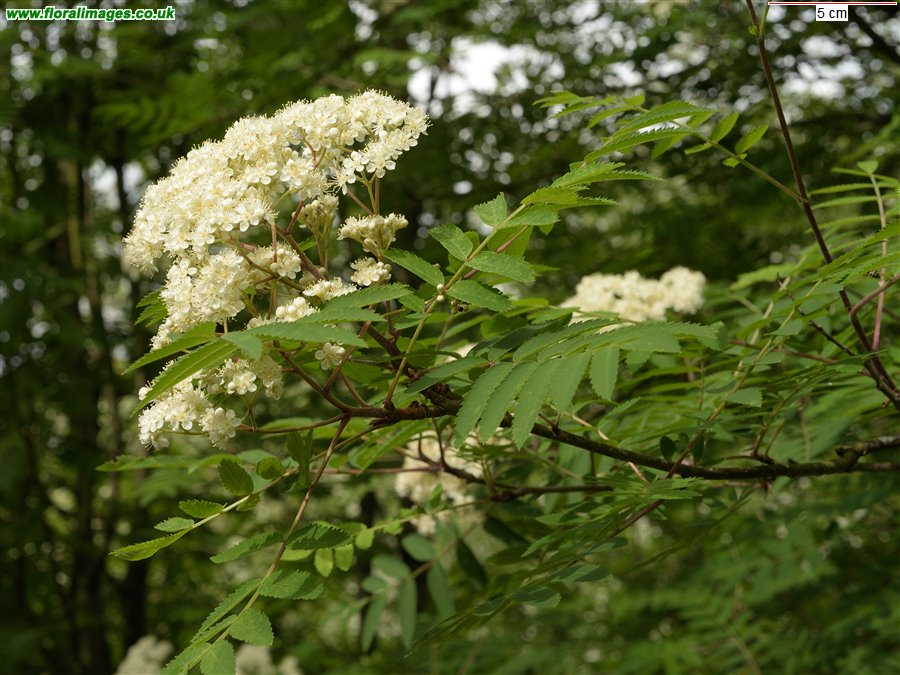 Sorbus aucuparia