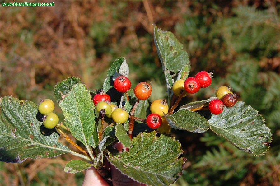 Sorbus cambrensis