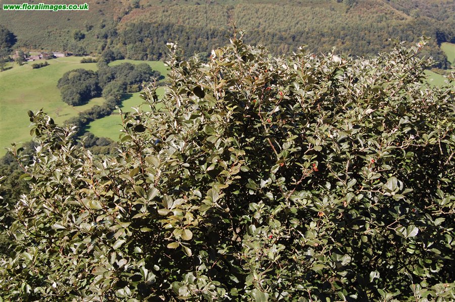 Sorbus cambrensis