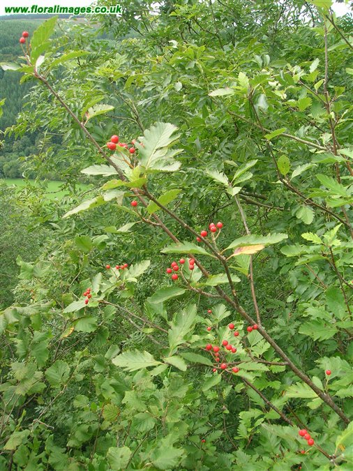 Sorbus leyana