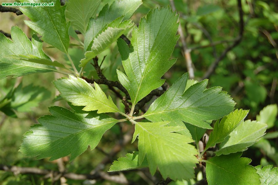 Sorbus leyana