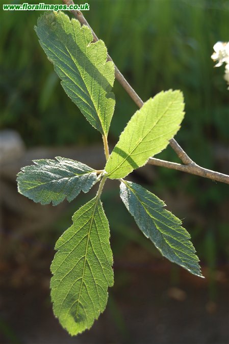 Sorbus minima