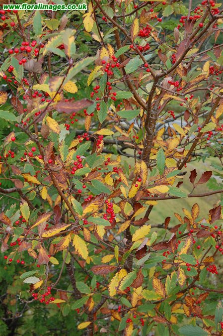Sorbus minima