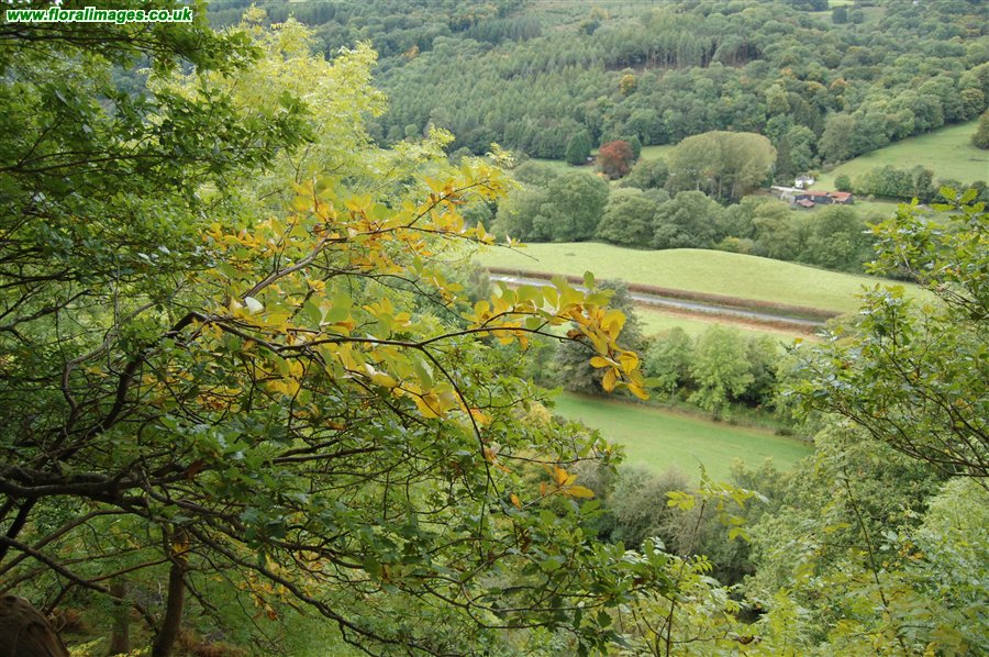 Sorbus porrigentiformis