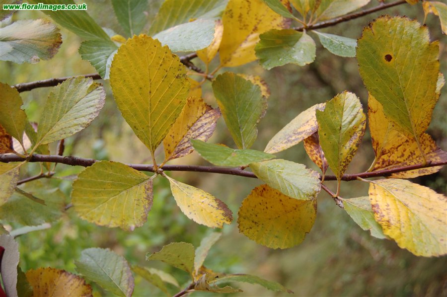 Sorbus porrigentiformis