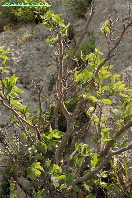 Sorbus rupicola