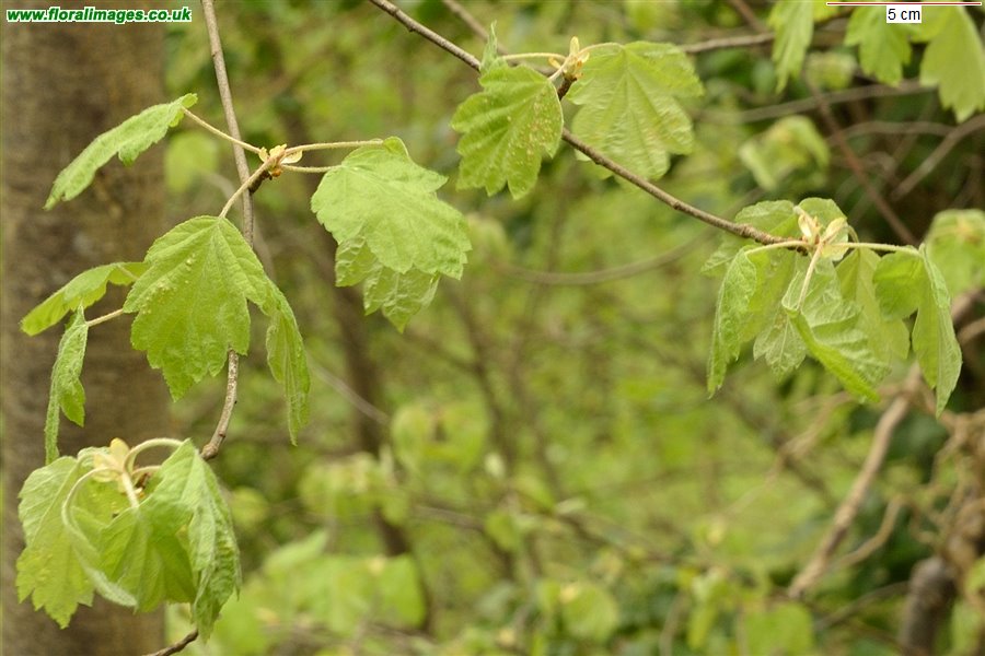Sorbus torminalis