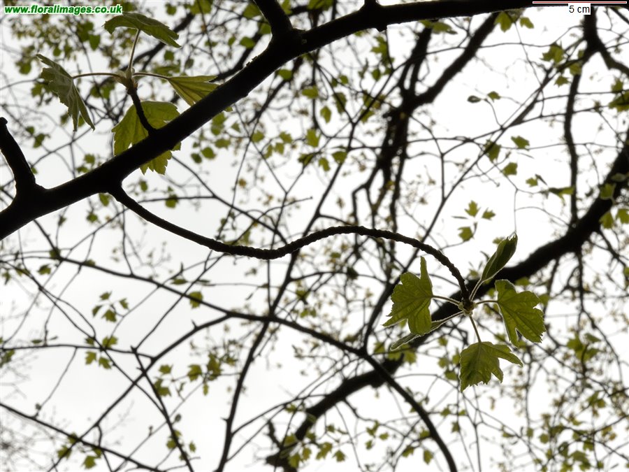 Sorbus torminalis