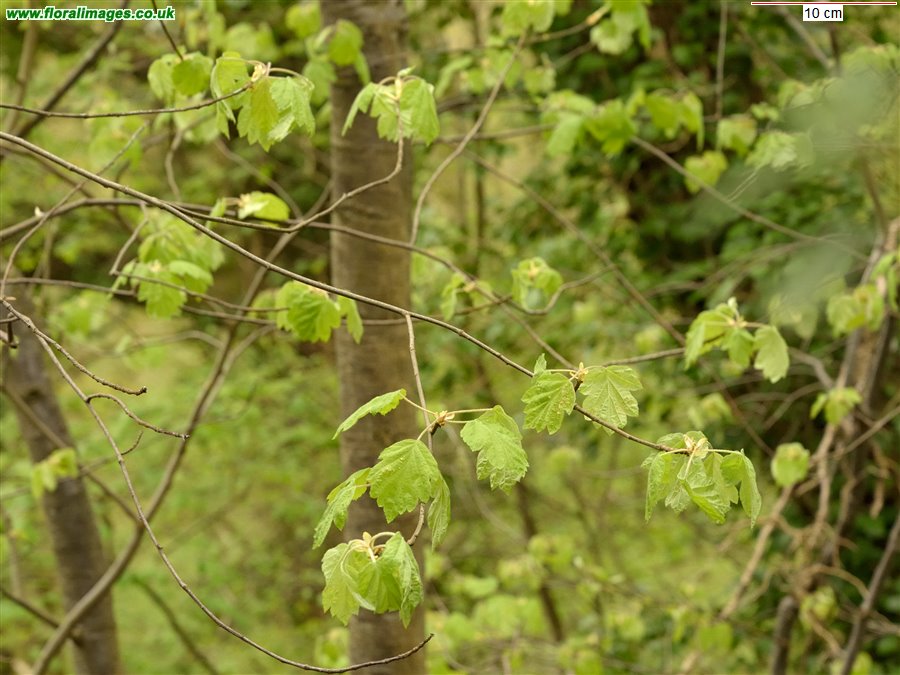 Sorbus torminalis