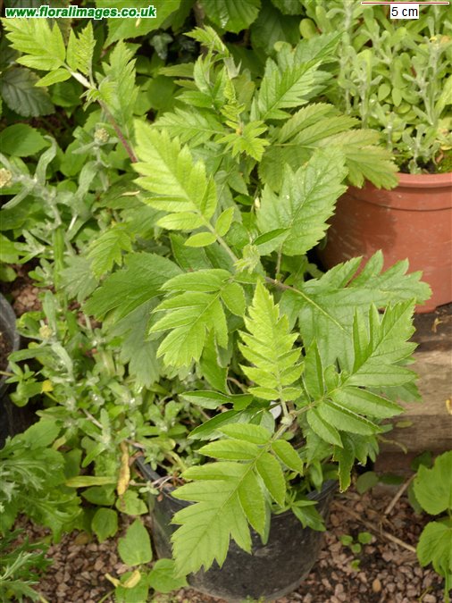 Sorbus x motleyi