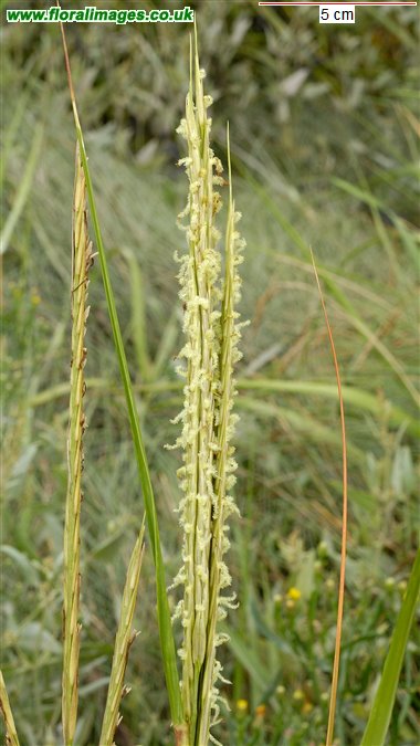 Spartina anglica