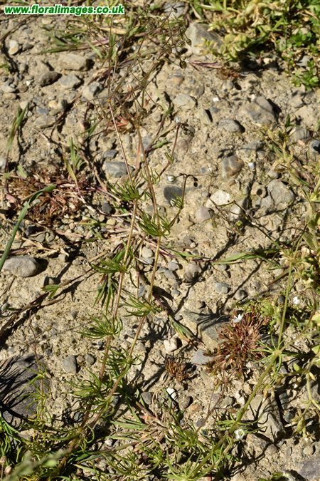 Spergula arvensis