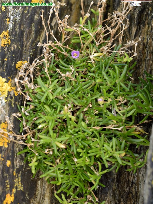 Spergularia marina