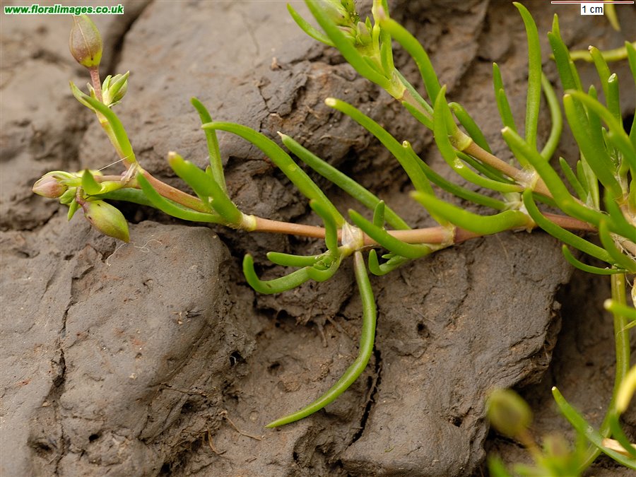 Spergularia media