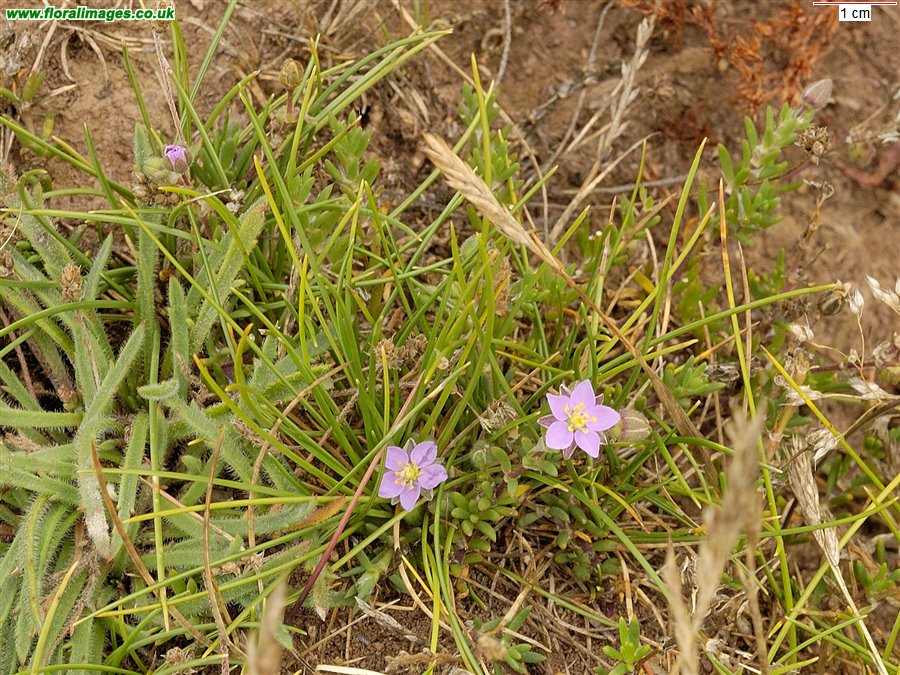 Spergularia rubra