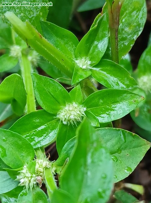 Spermacoce exilis