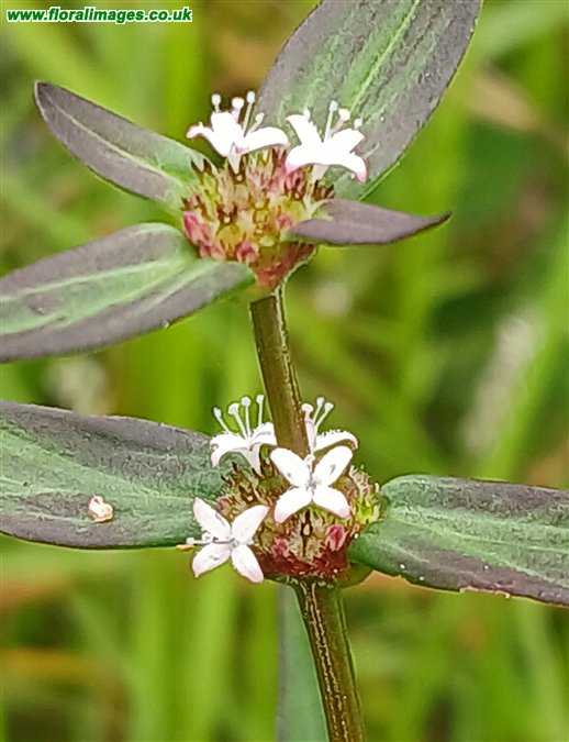 Spermacoce remota