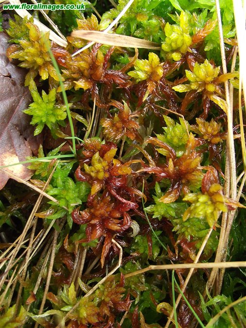 Sphagnum denticulatum