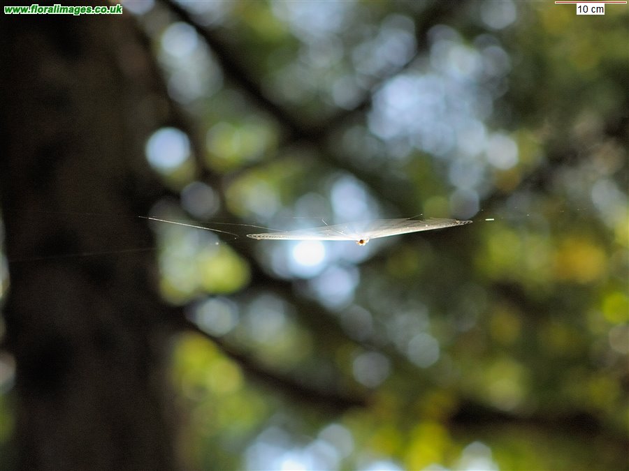 Spider's web