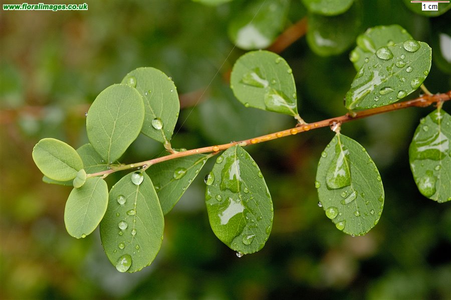 Spiraea canescens